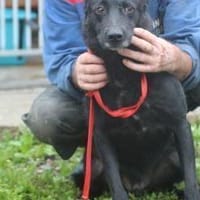 Akai - liebenswerter Rüde, Hund zur Adoption