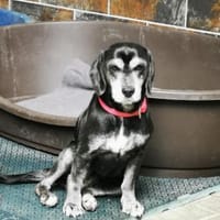Dita, super brave Seniorin, Hündin zur Adoption