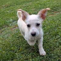 Snoopy wartet in 97529 Sulzheim, Hund zur Adoption