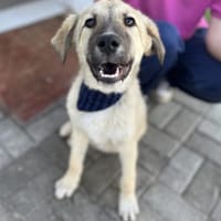 Miles - Toller junger Rüde auf PS, Hund zur Adoption