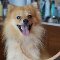 Rufus ❤, Hund zur Adoption