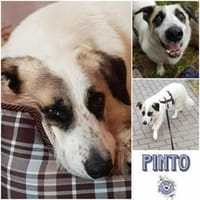 PINTO * Hund wie ein Baum. Kleiner Baum, Hund zur Adoption