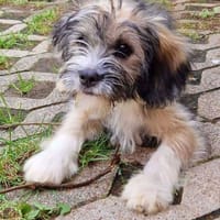 Süßer MIRO sucht liebes Zuhause, Hund zur Adoption