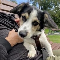 Kleiner Jaro sucht ein Körbchen, Hund zur Adoption