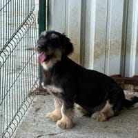 Enzo - Kleiner Familienhund, Hund zur Adoption