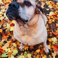 HUMPHREY muss Vertrauen zu dir aufbauen, Hund zur Adoption