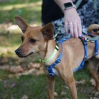 Papaya - Zuhause gesucht, Hündin zur Adoption