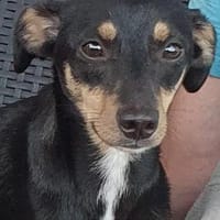 Donna- auf PS in 92348 Berg, Hündin zur Adoption
