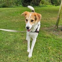 Lilly - Körbchen auf Lebenszeit gesucht, Hündin zur Adoption