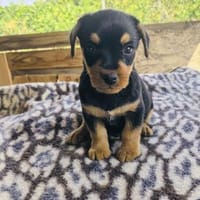 Choi sucht ein Zuhause, Hündin zur Adoption