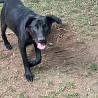 Bandit, Hund zur Adoption