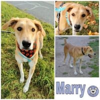 MARRY * sensible Seele sucht Halt, Hündin zur Adoption