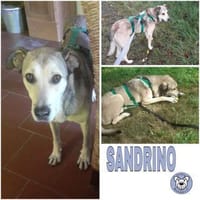 SANDRINO -lieb & verschmust-, Hund zur Adoption