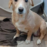 die kleine Lea sucht ihr Zuhause, Hündin zur Adoption