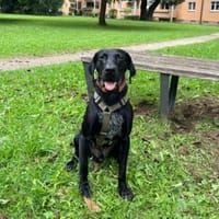 Scott, Hund zur Adoption