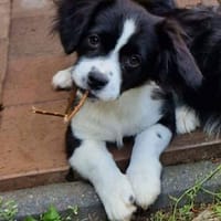 Zauberhafter MONTY sucht seine Familie, Hund zur Adoption