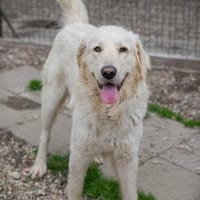 Chadow, Hund zur Adoption