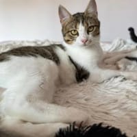 Lexi Quasselstrippe sucht ihre Familie, Katze zur Adoption