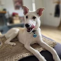 Yukon  junger Entdecker, Hund zur Adoption