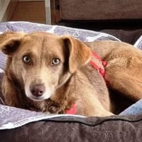 Taina ist wunderschön und sanft!, Hündin zur Adoption