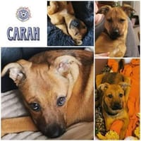 CARAH * süßeste Versuchung, Hündin zur Adoption