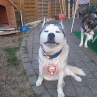 Lobo - sucht als Zweithund ein Zuhause, Hund zur Adoption