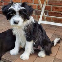 MOLLY sucht liebevolle Familie, Hündin zur Adoption