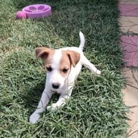 Lora sucht ein Zuhause, Hündin zur Adoption