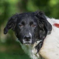 Möchten Sie Peppe adoptieren?, Hund zur Adoption