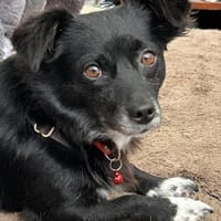 Adria - 5 Kilo, ein Bürohund gewesen, Hündin zur Adoption