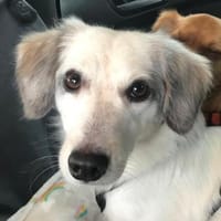 Cayla, geb. ca 05/2024, 54647 Dudeldorf, Hündin zur Adoption