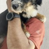 Donika 35 cm (Pflegestelle), Hündin zur Adoption