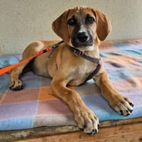 Flavia im Tierheim Sulzbach, Hündin zur Adoption