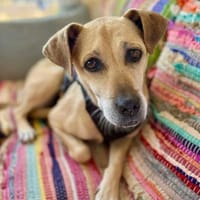 Arleta, verschmuste Hündin, 7J 76532, Hündin zur Adoption