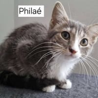 PHILAE, chatte à adopter
