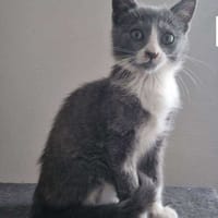 DORINE, chatte à adopter