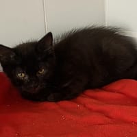 SAAB, chat à adopter