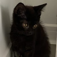 SAAB (en cours d’adoption), chat à adopter