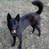 ONEA, chienne à adopter