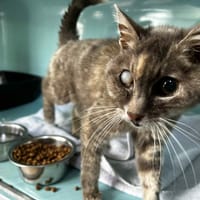 Chipette, chatte à adopter