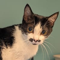 LIMA, chatte à adopter