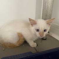 KING (réservé), chat à adopter