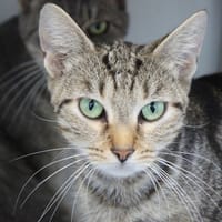 Peupeup, chatte à adopter