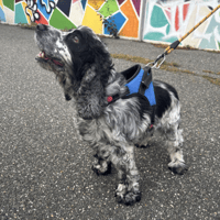 NOLAN VAA, chien à adopter