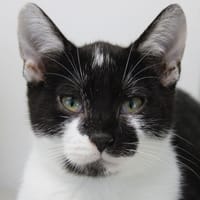 Papillon, chat à adopter
