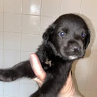 Bagheera, chien à adopter