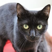 Princesse, chatte à adopter