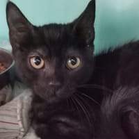 Leon, chat à adopter
