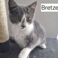 BRETZEL, chatte à adopter