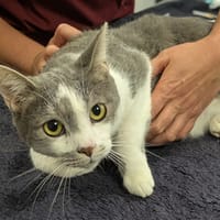 UGO, chat à adopter